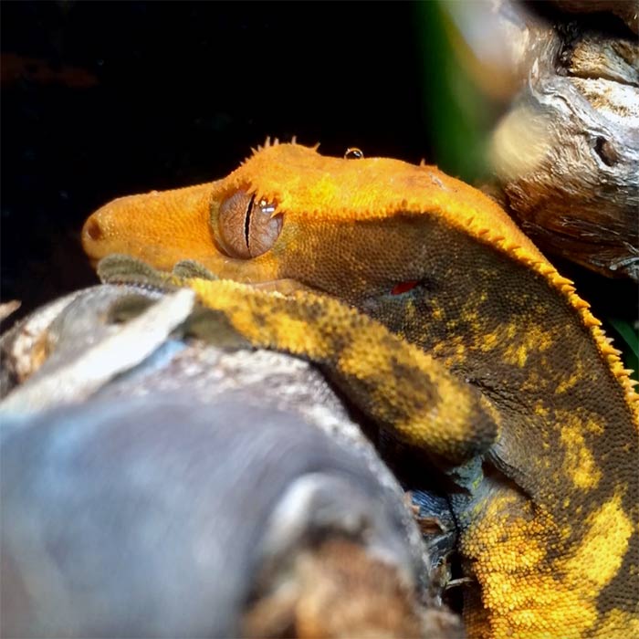 ShadeDwellerPro-Arboreal Crested Gecko Lighting