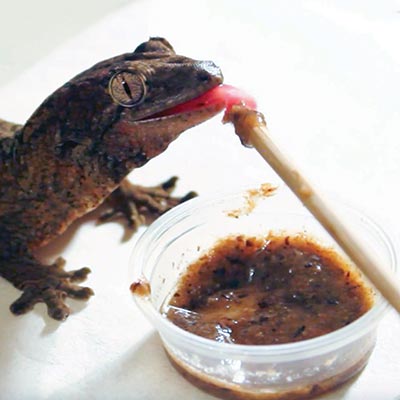 FruityInsectGold Gecko Food