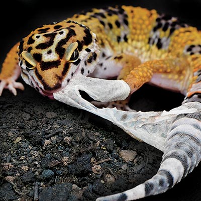 EarthPro ShedSupport Leopard Gecko