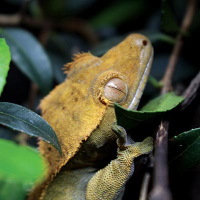 StickyFootGold Crested Gecko